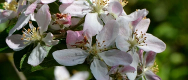 Event-Image for 'Apfelblüte auf der Streuobstwiese'