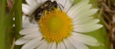 Event-Image for 'Wildbienen und andere Blütenbesucher'