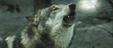 Event-Image for 'Wolfswanderung in der Dämmerung'