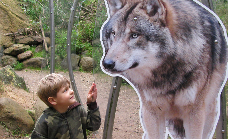 Kinder-Spezial: Wolfswanderung in der Dämmerung